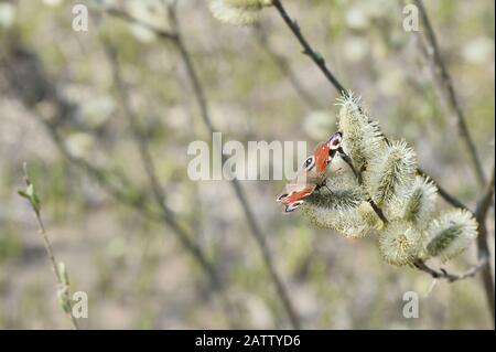 Der Tag Pfauenaugen-Schmetterling sitzt im Frühjahr auf blühenden Weidenknospen. Hintergrund. Stockfoto