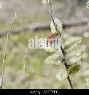 Der Tag Pfauenaugen-Schmetterling sitzt im Frühjahr auf blühenden Weidenknospen. Hintergrund. Stockfoto