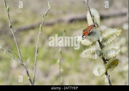 Der Tag Pfauenaugen-Schmetterling sitzt im Frühjahr auf blühenden Weidenknospen. Hintergrund. Stockfoto