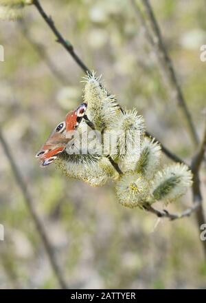 Der Tag Pfauenaugen-Schmetterling sitzt im Frühjahr auf blühenden Weidenknospen. Hintergrund. Stockfoto