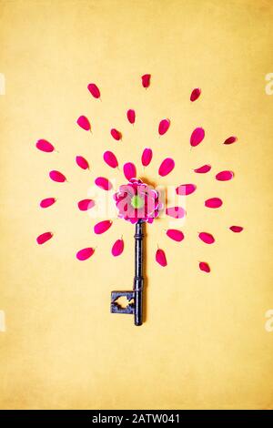 Rosa Chrysanthemum mit Lockeren Kronblättern auf Schlüssel Stockfoto