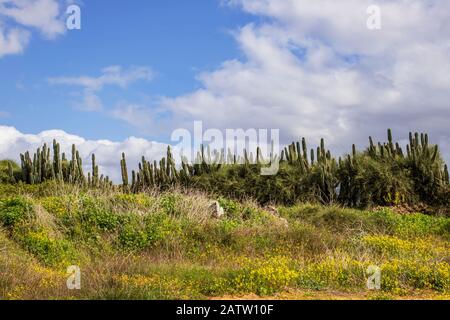 Feld der blühenden gelben Blumen mit Cereus jamacaru Kakteen gegen einen bewölkten Himmel. Israel Stockfoto