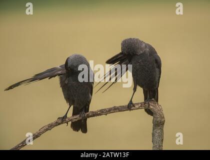 Jackdaw (Corvus monedula), zwei Vögel preening, Hortobágy National Park, Ungarn Stockfoto