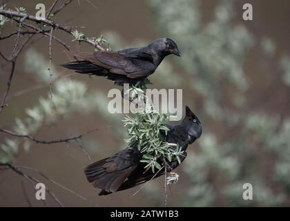 Jackdaw (Corvus monedula), zwei Vögel in einem Busch, Hortobágy National Park, Ungarn Stockfoto