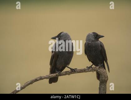 Jackdaw (Corvus monedula), zwei Vögel, die auf einem Zweig sitzen, Hortobágy National Park, Ungarn Stockfoto