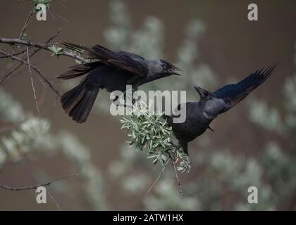 Jackdaw (Corvus monedula), zwei Vögel quietschend, Hortobágy Nationalpark, Ungarn Stockfoto