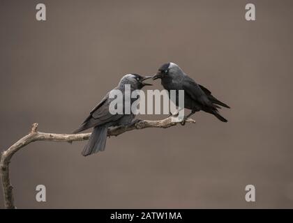 Jackdaw (Corvus monedula), zwei Vögel, die auf einem Zweig sitzen, Hortobágy National Park, Ungarn Stockfoto