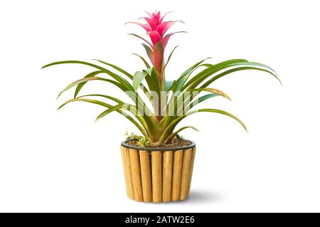 Schöner Roter Bromeliad im Bambustopf isoliert auf weißem Hintergrund, Clipping-Pfad inbegriffen. Stockfoto