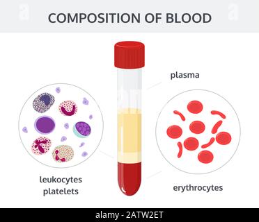 Medizinisches Vektorkonzept: Blutanalyse in Reagenzgläsern und Blutzellen: Erythrozyten, Leukozyten, Blutplättchen. Stock Vektor