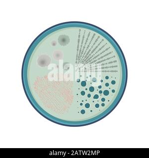 Wachstum von Bakterienkolonien in Petrischale, Vektor-flaches Design, grüne Farbe Stock Vektor