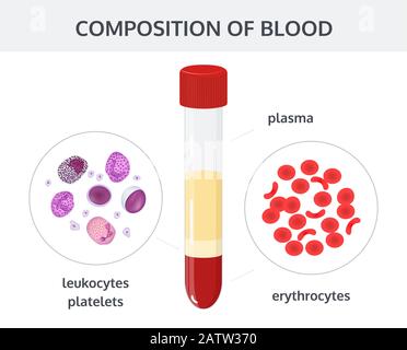 Medizinisches Vektorkonzept auf weißem Hintergrund: Blutanalyse in Reagenzgläsern und Blutzellen: Erythrozyten, Leukozyten, Thrombozyten. Stock Vektor