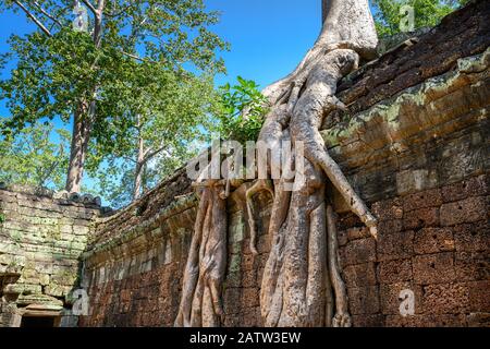 Gigant Tetrameles nudiflora - Spung Baum mit den Ruinen von Ta Prohm Tempel in Angkor Wat, Siem Reap, Kambodscha Stockfoto