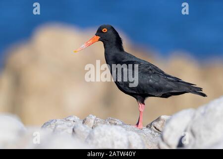 Afrikanischer Oystercatcher (Haematopus moquini), Seitenansicht eines Erwachsenen, der auf einem Felsen steht, westkaper, Südafrika Stockfoto