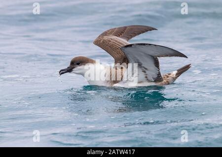 Great Shearwater (Ardenna gravis), Seitenansicht eines Individuums mit geöffneten Flügeln, Westkaper, Südafrika Stockfoto