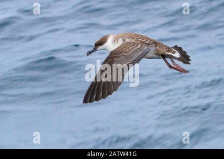 Great Shearwater (Ardenna gravis), Seitenansicht eines Individuums im Flug, Westkappo, Südafrika Stockfoto