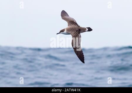 Great Shearwater (Ardenna gravis), Einzelperson auf dem Flug von oben gesehen, Westkaper, Südafrika Stockfoto