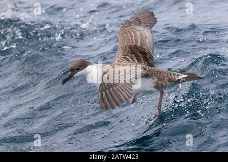 Great Shearwater (Ardenna gravis), Einzelabfahrt vom Wasser, Westkaper, Südafrika Stockfoto