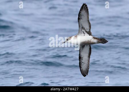 Great Shearwater (Ardenna gravis), Einzelperson im Flug mit Unterteilen, Westkaper, Südafrika Stockfoto