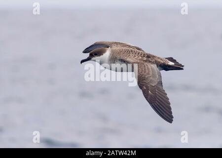 Great Shearwater (Ardenna gravis), Seitenansicht eines Individuums im Flug, Westkappo, Südafrika Stockfoto