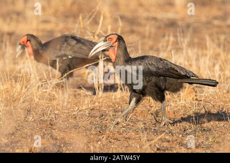 Southern Ground Hornbill (Bucorvus leadbeateri), zwei Erwachsene, die in Savannah, Mpumalanga, Südafrika, spazieren Stockfoto