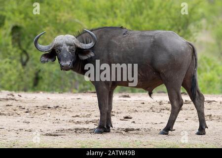 Afrikanischer Büffel (Syncerus caffer), Seitenansicht eines erwachsenen Männchens, das auf dem Gorund steht, Mpumalanga. Südafrika Stockfoto