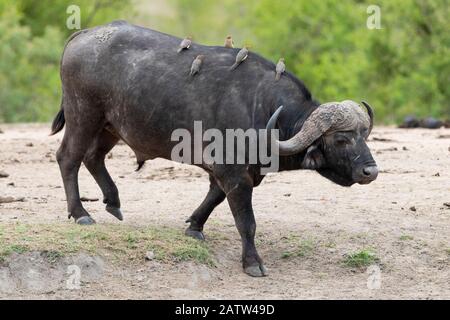 Afrikanischer Büffel (Syncerus caffer), Erwachsener, der mit Rote-Billed Oxpeckers auf dem Rücken, Mpumalanga, spaziert. Südafrika Stockfoto