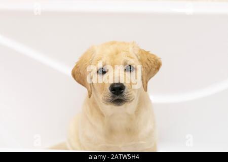 Porträt des Labrador Welpen im Badezimmer. Hund, der ein Blasenbad nimmt Stockfoto