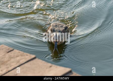 Wasser-Monitor-Echse schwimmend im Wasser. Nahaufnahme Stockfoto