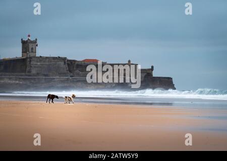 Zwei Hunde, die an einem Wintermorgen am Strand von Carcavelos in Portugal spielen. Stockfoto