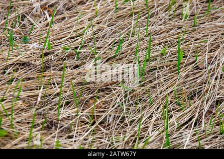 Im frühen Frühjahr sprießt junges Gras unter dem alten Gras des letzten Jahres. Guter Hintergrund für die Warnung vor Waldbränden im Frühjahr. Selektiver Fokus Stockfoto