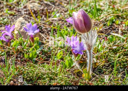 Alpine Wiese mit Clusius Primrose Blumen (Primula Clusiana) und Pulsatilla Vernalis Spring Pasque Wildblumen, Schweizer Alpen, Engadin, Schweiz Stockfoto