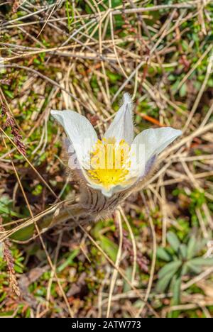 Pulsatilla Vernalis Closeup, Frühlings-Pasque-Blume in den Schweizer Alpen, Schweiz Stockfoto