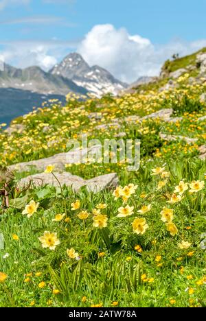 Alpenwiese mit gelber Bergnelkenwurzel Wildblumen in den Schweizer Alpen, Oberengadin, Graubünden, Schweiz Stockfoto