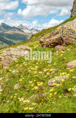 Alpenwiese mit gelber Bergnelkenwurzel Wildblumen in den Schweizer Alpen, Oberengadin, Graubünden, Schweiz Stockfoto