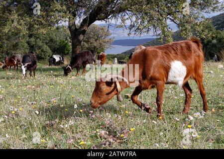 Ziegenherde, die an den hängen des Tiseo-Berges, Südpelion, in Thessaly, Griechenland, grasen Stockfoto