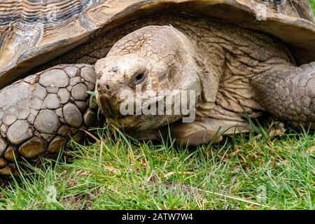 Nahaufnahme des Porträts einer Riesenafrikanischen Stirnschenkelschildkröte (Centrochelys sulcata), Die Sich Auf Gras ernährt #2. Stockfoto
