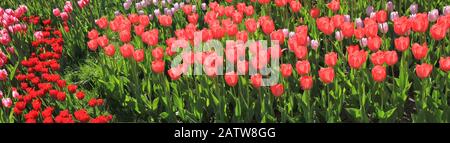 Ein Teppich mit blühenden Tulpen im Garten der Frühlingstadt. Meer mit bunten Tulpen. Hintergrund des Tulpenfeldes. Panorama Stockfoto