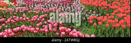 Ein Teppich mit blühenden Tulpen im Garten der Frühlingstadt. Meer mit bunten Tulpen. Hintergrund des Tulpenfeldes. Panorama Stockfoto