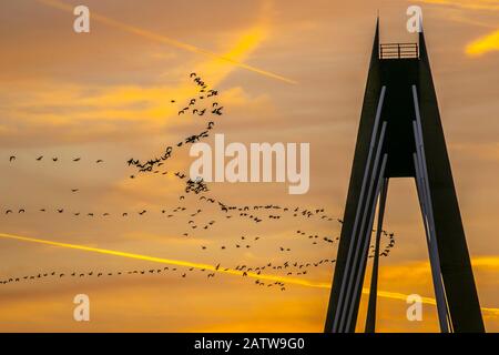 Southport, Merseyside. Januar 2020. Großbritannien Wetter; Farbenfroher Sonnenaufgang als wandernde rosafarbene Gänse im Morgengrauen über dem Stadtzentrum fliegen. Die rosafarbene Gans ist im Winter vielleicht die prägende Vogelart Nordwest. Es kommt hier in packenden Herden von Zehntausenden pro Winter vor, Credit: MediaWorldImages/AlamyLiveNews Stockfoto