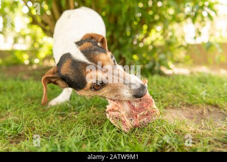 Der kleine süße Jack Russell Terrier Hund isst einen Knochen mit Fleisch und kaut im Freien Stockfoto