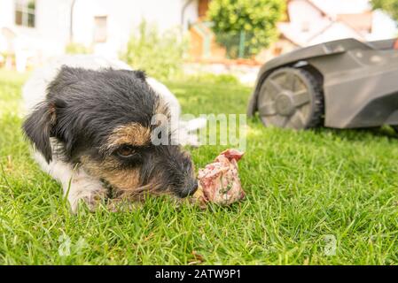 Der kleine süße Jack Russell Terrier Hund isst einen Knochen mit Fleisch und kaut im Freien Stockfoto