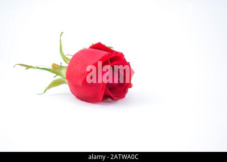 Eine schöne blühende rote Rose mit leuchtend roten Hochblättern, isoliert auf weißem Grund Stockfoto