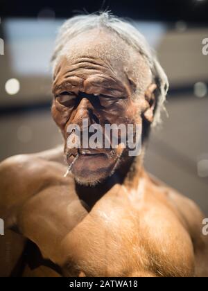 Rekonstruktion des Kopfes des Homo Erectus Adult man. Stockfoto