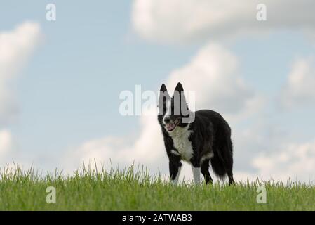 Schöne Grenze Collie auf einer grünen Wiese draußen in der Natur vor blauem Himmelshintergrund Stockfoto