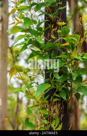Grünes neues Wachstum der Blätter an verbranntem Baum nach Buschbränden in Victoria Australien - vertikales Bild Stockfoto