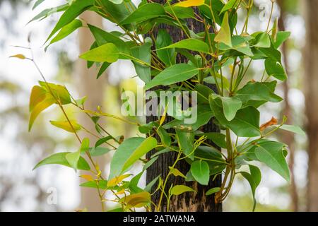 Grünes neues Wachstum der Blätter an verbranntem Baum nach Buschbränden in Victoria Australien Stockfoto