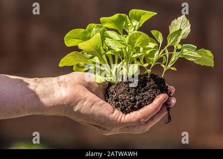 Ältere Frau hält in ihrer Hand schießt der Petunia Blumen Stockfoto