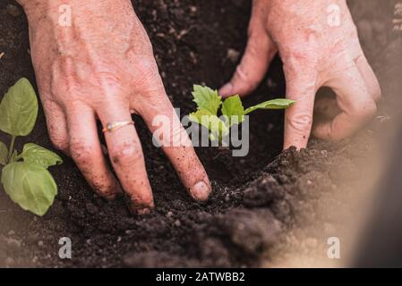 Eine Frau, die Pflanzen ein sämling von Petunia Blumen in Ihrem Garten Stockfoto