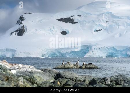 Pinguine in der Antarktis. Port Lockroy. Expedition Stockfoto