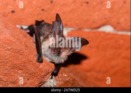 Brauner Langohriger Bat, häufiger Langohriger Bat (Plecotus auritus). Erwachsene, die sich an einer Wand festklammern. Deutschland Stockfoto